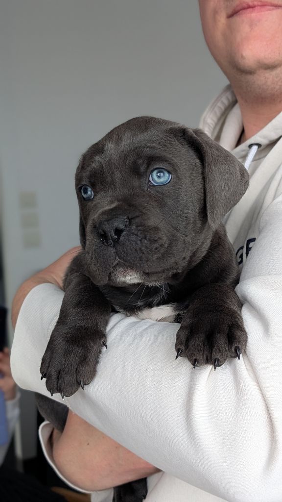 la Destinée d’Adhara  - Chiot disponible  - Cane Corso