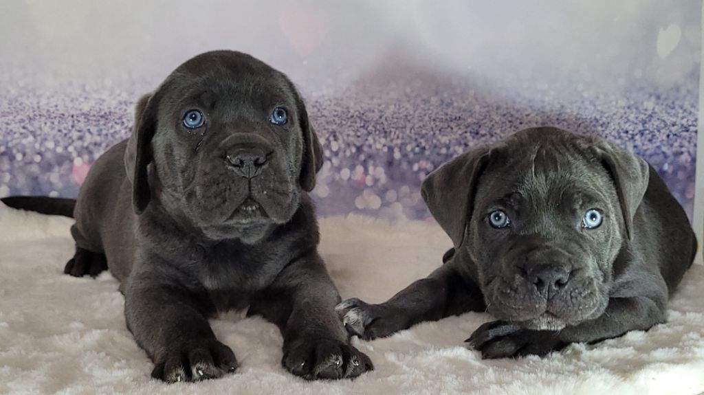 chiot Cane Corso la Destinée d’Adhara 