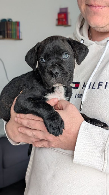 la Destinée d’Adhara  - Cane Corso - Portée née le 23/11/2024