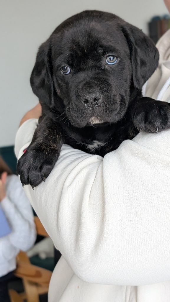 la Destinée d’Adhara  - Chiot disponible  - Cane Corso