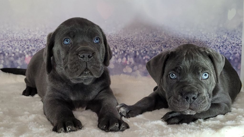 la Destinée d’Adhara - Cane Corso - Portée née le 09/10/2022