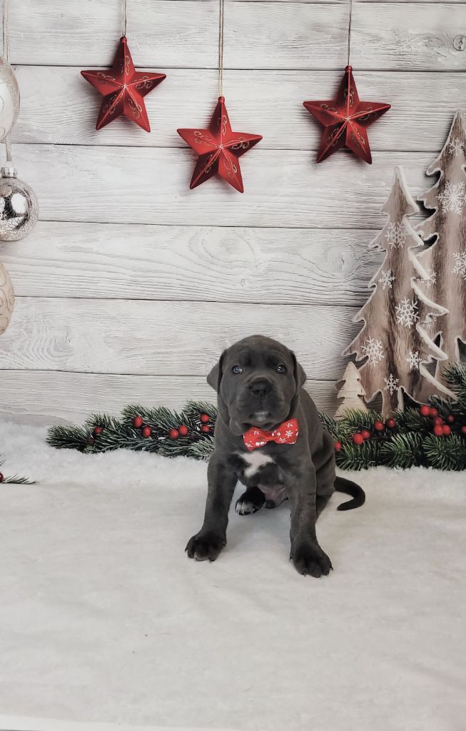 la Destinée d’Adhara  - Cane Corso - Portée née le 17/10/2021