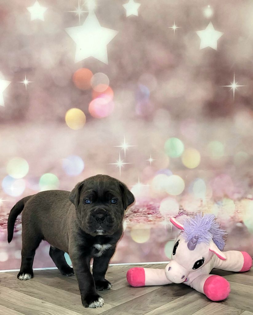 la Destinée d’Adhara - Cane Corso - Portée née le 17/10/2021