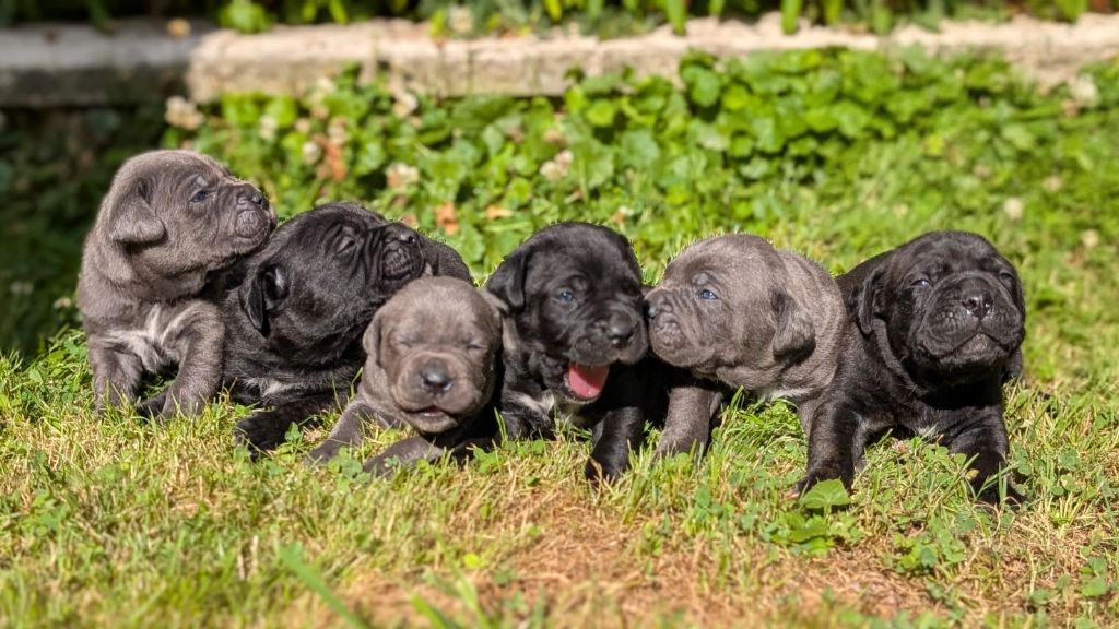 la Destinée d’Adhara  - Cane Corso - Portée née le 17/06/2025